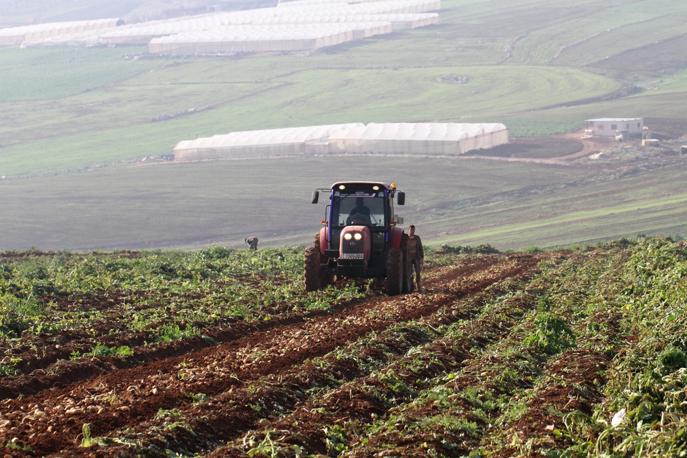 Potato farmers in Tubas