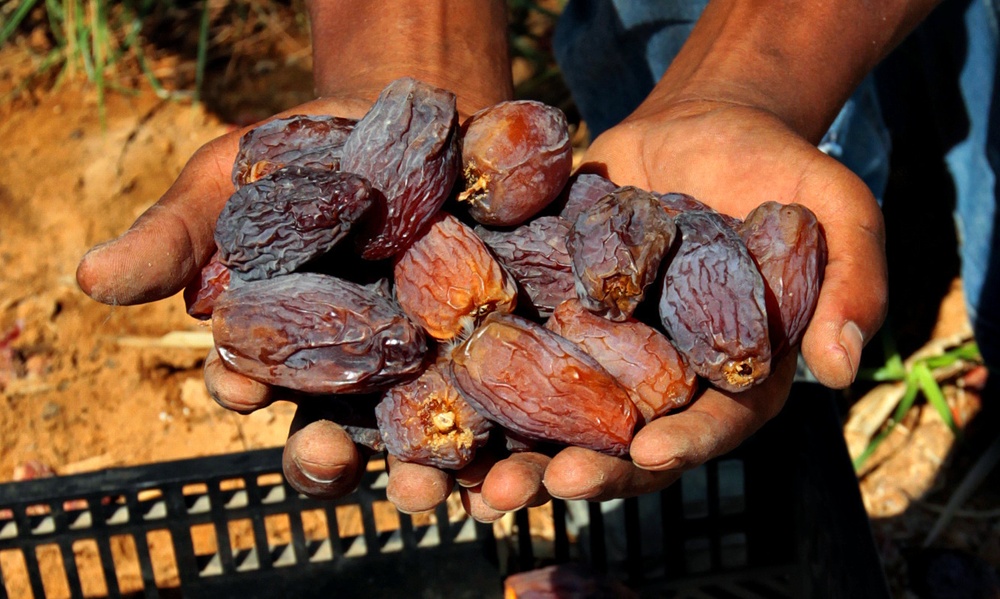 Agriculture - Dates - Jericho