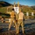 MSRON 11 Conducts Live-Fire Qualification Exercise onboard Camp Pendleton