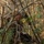 Bravo Company 1/2 Mountain Exercise Bravo Company 1/2 Mountain Exercise