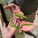 SRU Gardening Program Helps Soldiers Connect with the Earth, Themselves