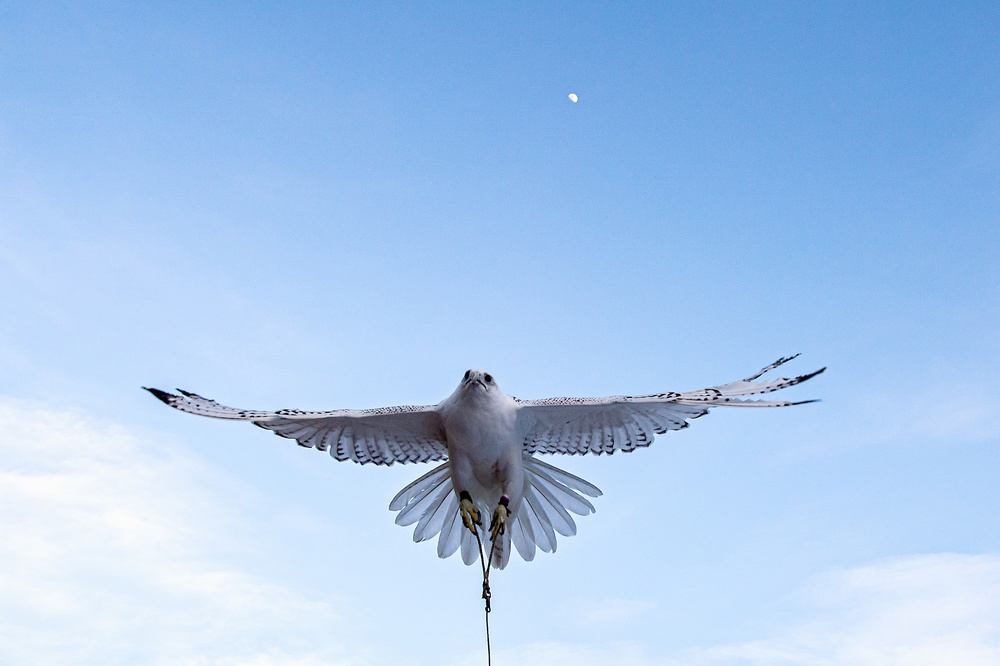 U.S. Air Force Academy Falconry