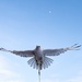 U.S. Air Force Academy Falconry