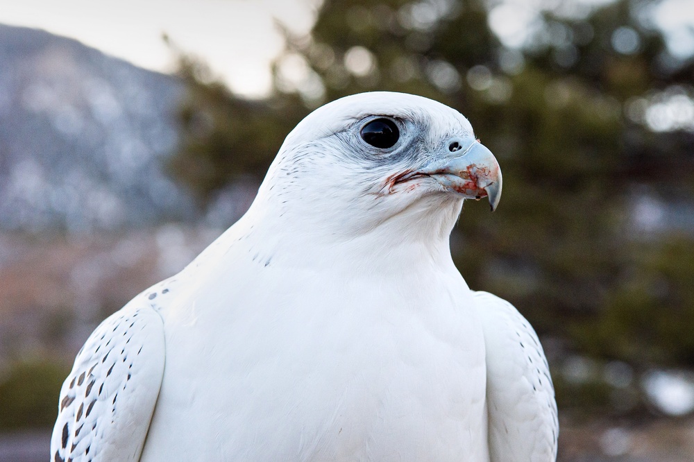 U.S. Air Force Academy Falconry