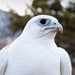 U.S. Air Force Academy Falconry