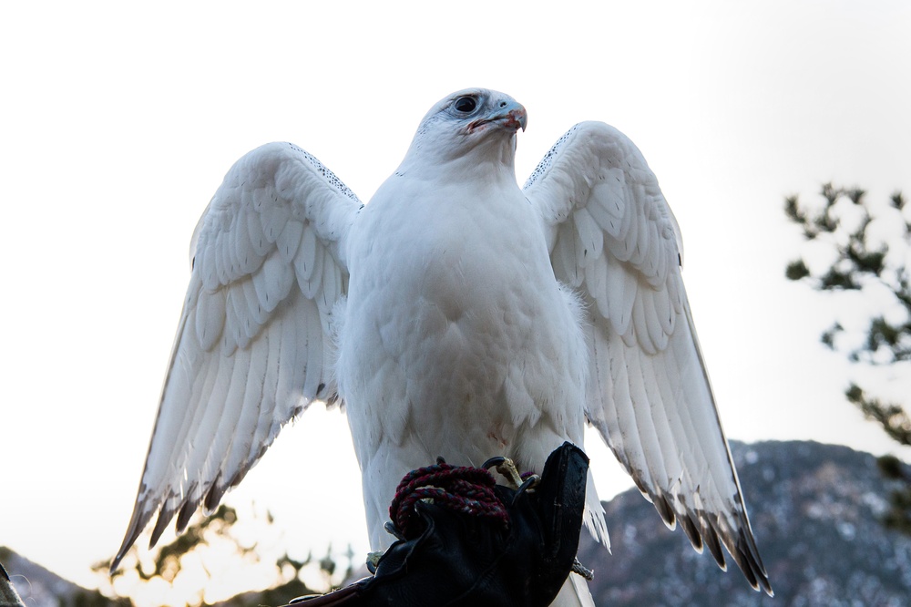 U.S. Air Force Academy Falconry