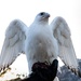 U.S. Air Force Academy Falconry