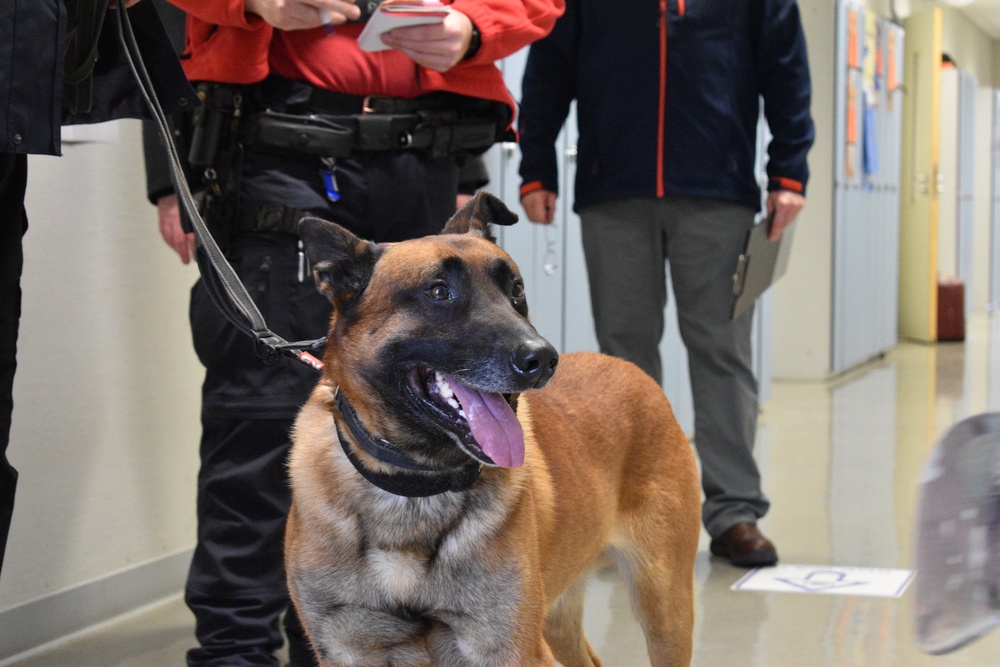 Working dog