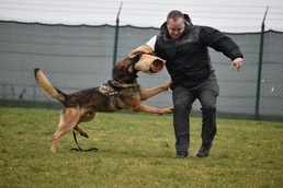 Taking a bite out of crime