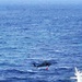 Photo: AFR capabilities enable immediate ocean rescue