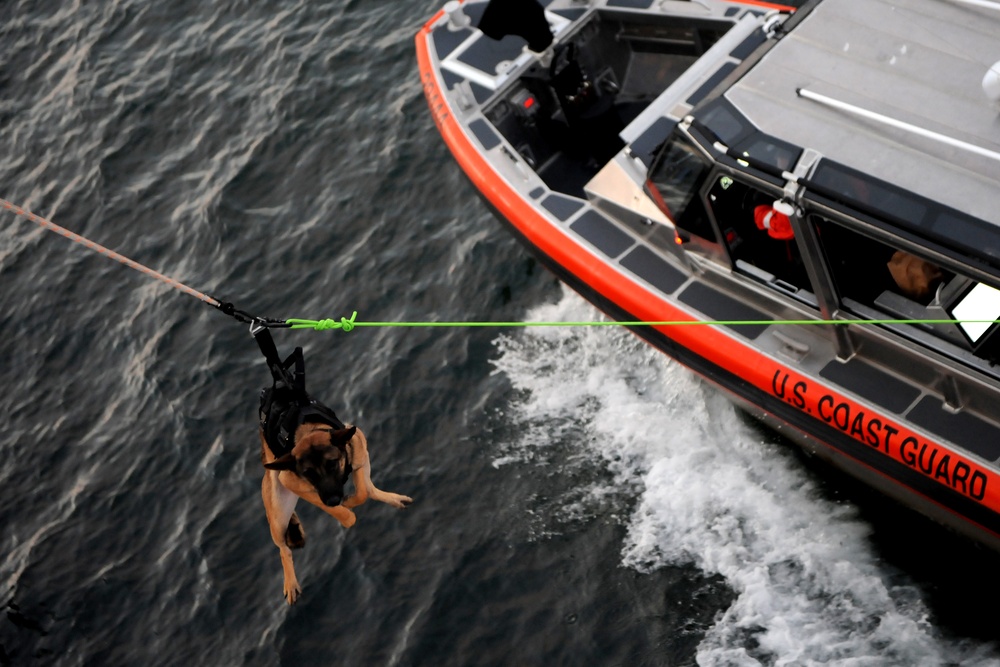 Coast Guard Canine Explosive Detection Teams conduct joint training on Puget Sound