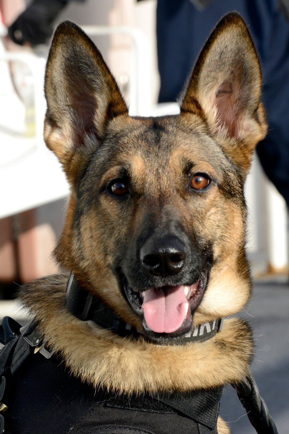 Coast Guard Canine Explosive Detection Teams conduct joint training on Puget Sound