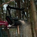 Heavy equipment operator mulching tree