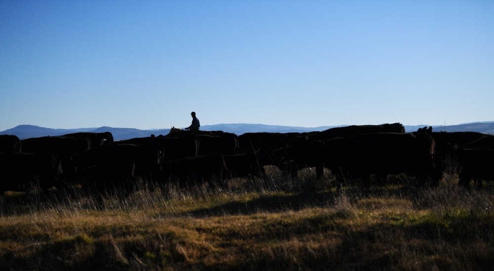 Cattle drive