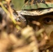 U.S. Marines conduct Jungle Warfare Exercise 22