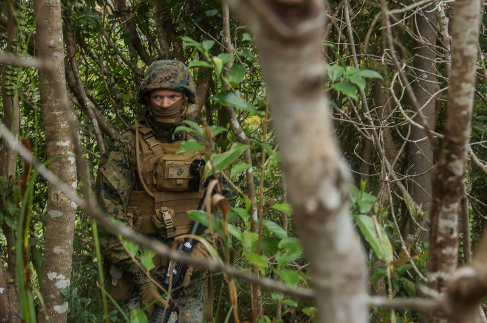 U.S. Marines with Combat Logistics Company Alpha conduct Jungle Warfare Training