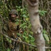 U.S. Marines with Combat Logistics Company Alpha conduct Jungle Warfare Training