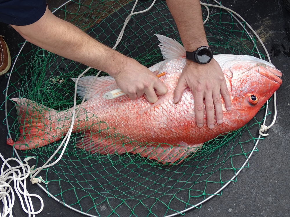 Coast Guard seizes illegal fishing gear off the southern Texas Coast