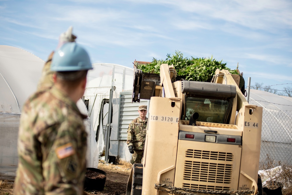 National Guardsmen support civil authorities in large-scale illegal marijuana eradication operation