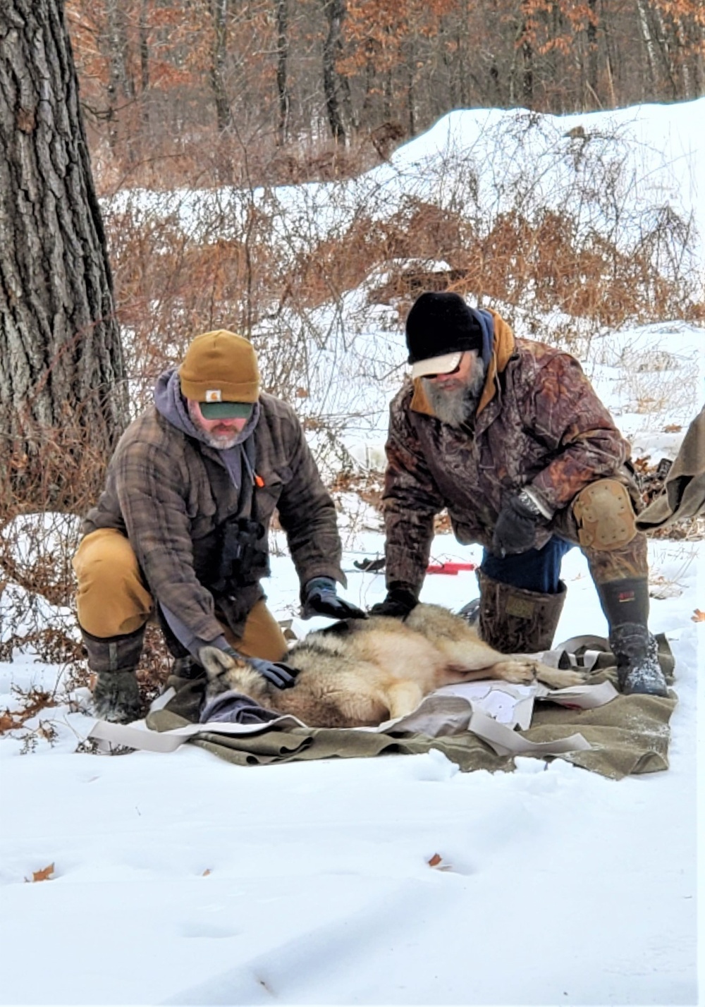 Wolf rescued from coyote trap at Fort McCoy, then collared for satellite tracking