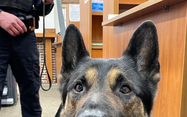 Fort Hamilton hosts training for NYPD Counterterrorism K-9 unit