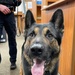 Fort Hamilton hosts training for NYPD Counterterrorism K-9 unit