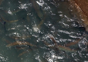 St. Stephen fish lift