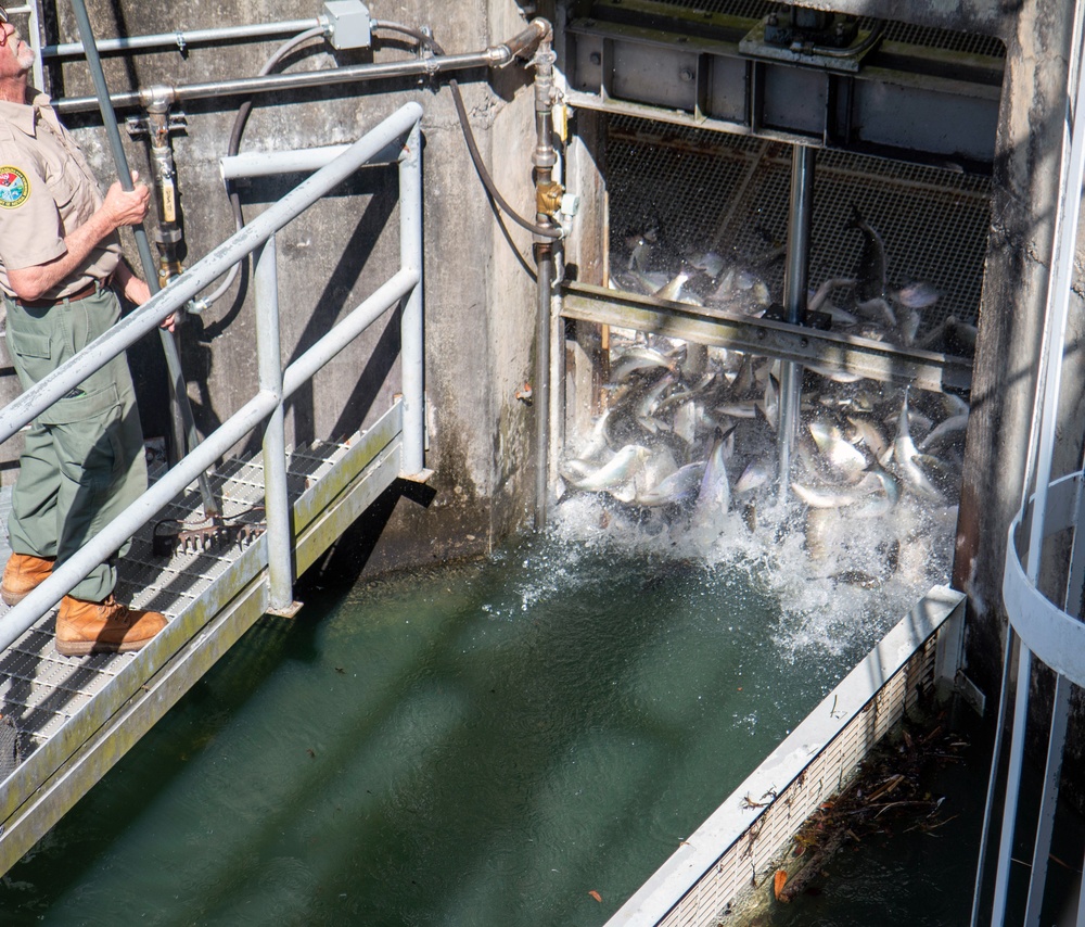 St. Stephen fish lift