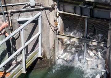 St. Stephen fish lift