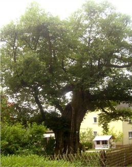 Courtesy Translation: Protection period for wildlife - ban on hedge cutting and tree