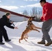 Military Working Dogs train on JBER