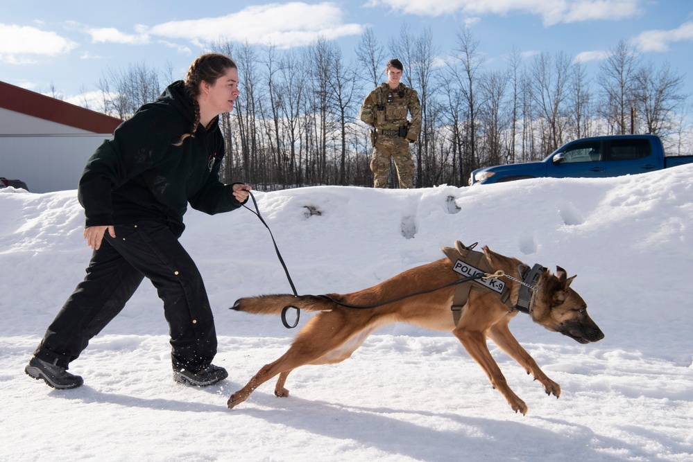 Military Working Dogs train on JBER