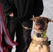 Military Working Dogs train on JBER