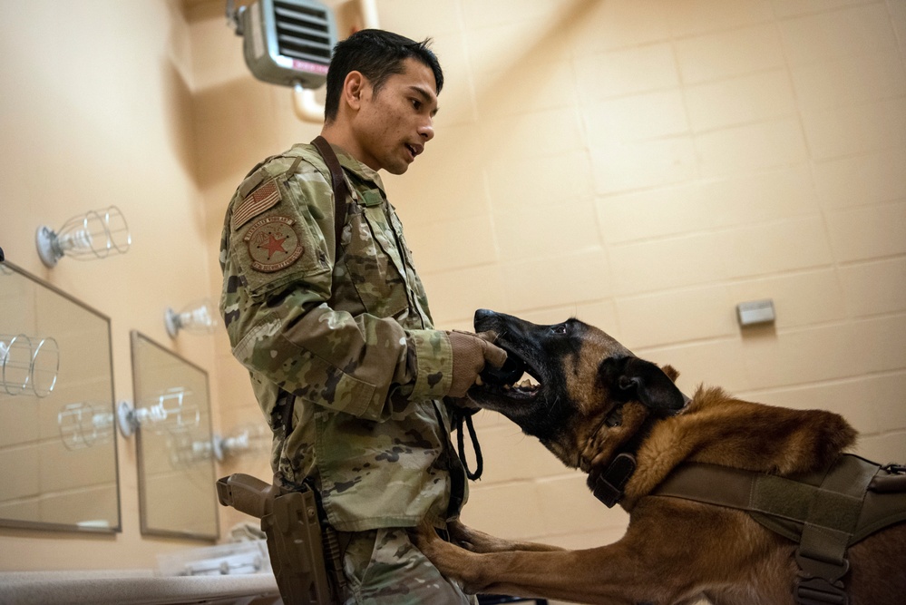 DVIDS - Images - Military Working Dogs train on JBER [Image 6 of 14]