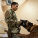 Military Working Dogs train on JBER