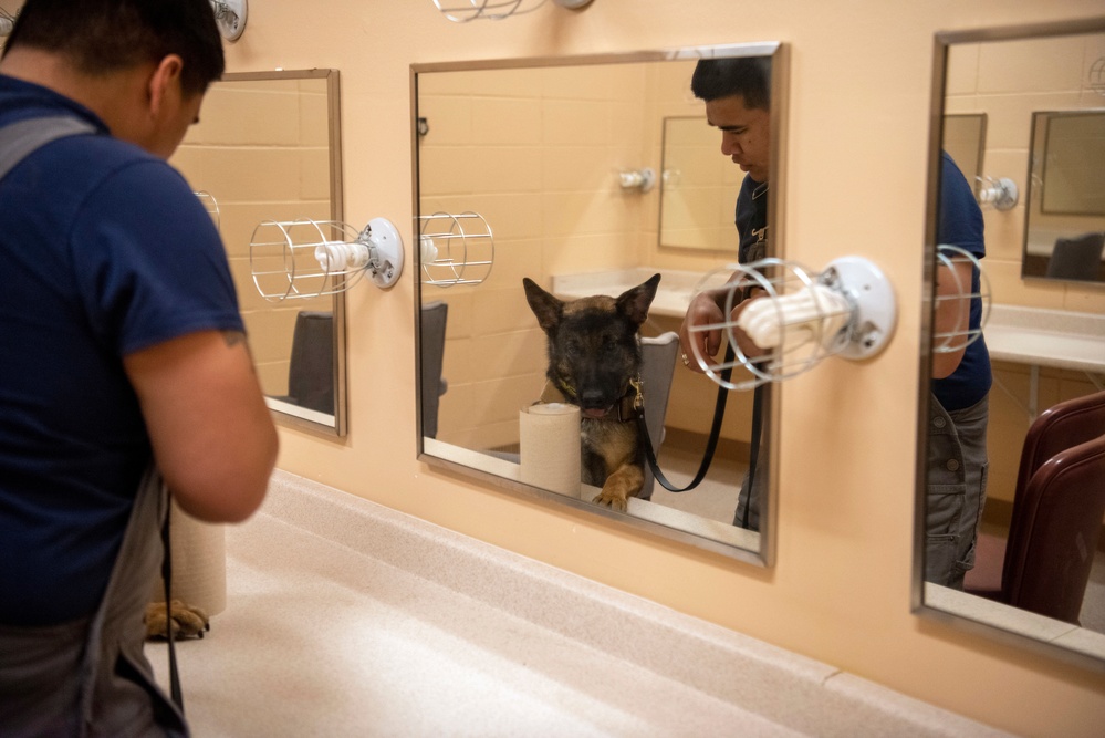 Military Working Dogs train on JBER