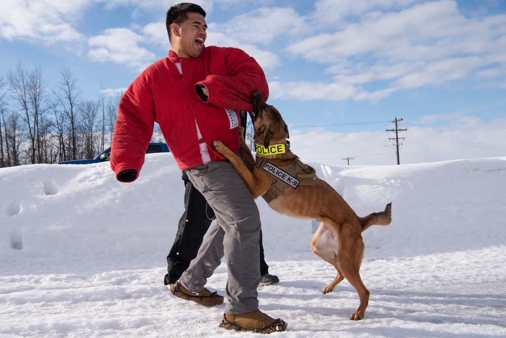 Military Working Dogs train on JBER