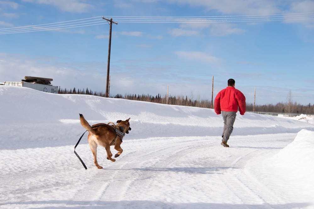 Military Working Dogs train on JBER