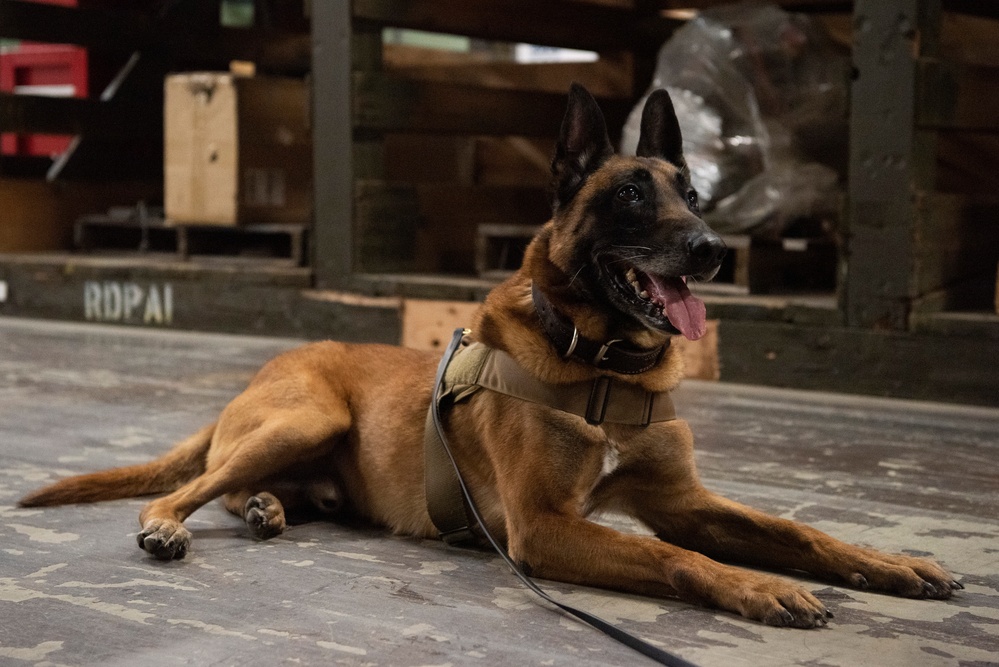 Military Working Dogs train on JBER