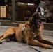 Military Working Dogs train on JBER