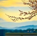 Spring Sunrise over the Smoky Mountains