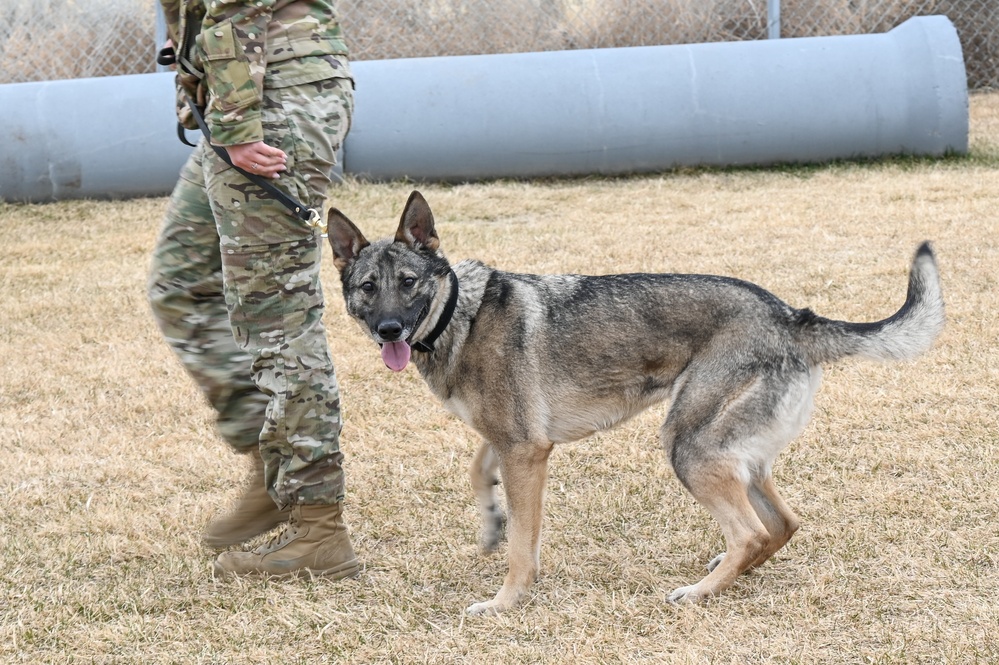75th Security Forces Squadron welcomes new MWDs