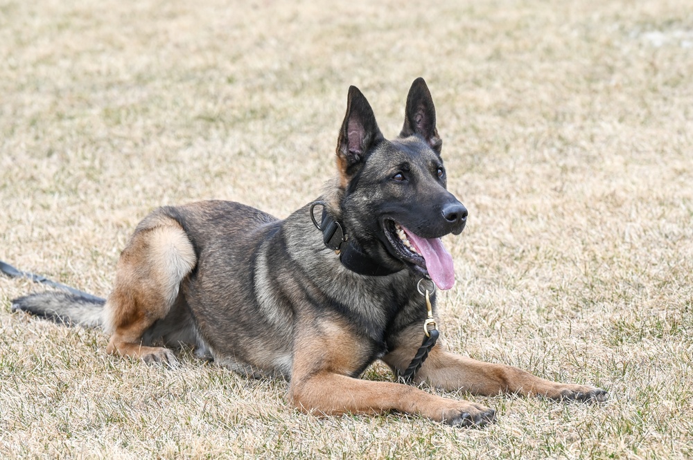 75th Security Forces Squadron welcomes new MWDs