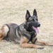 75th Security Forces Squadron welcomes new MWDs