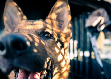 National K9 Veterans Day