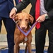 K9 Feco Receives 2022 Animals in War and Peace Distinguished Service Medal