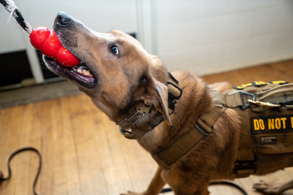 Military Working Dog Handler Certification