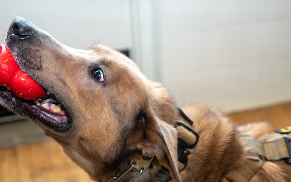 Military Working Dog Handler Certification