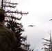 U.S. Air Force B-52H Stratofortress bombers conduct low pass flyovers of the Grafenwoehr Training Area, Germany