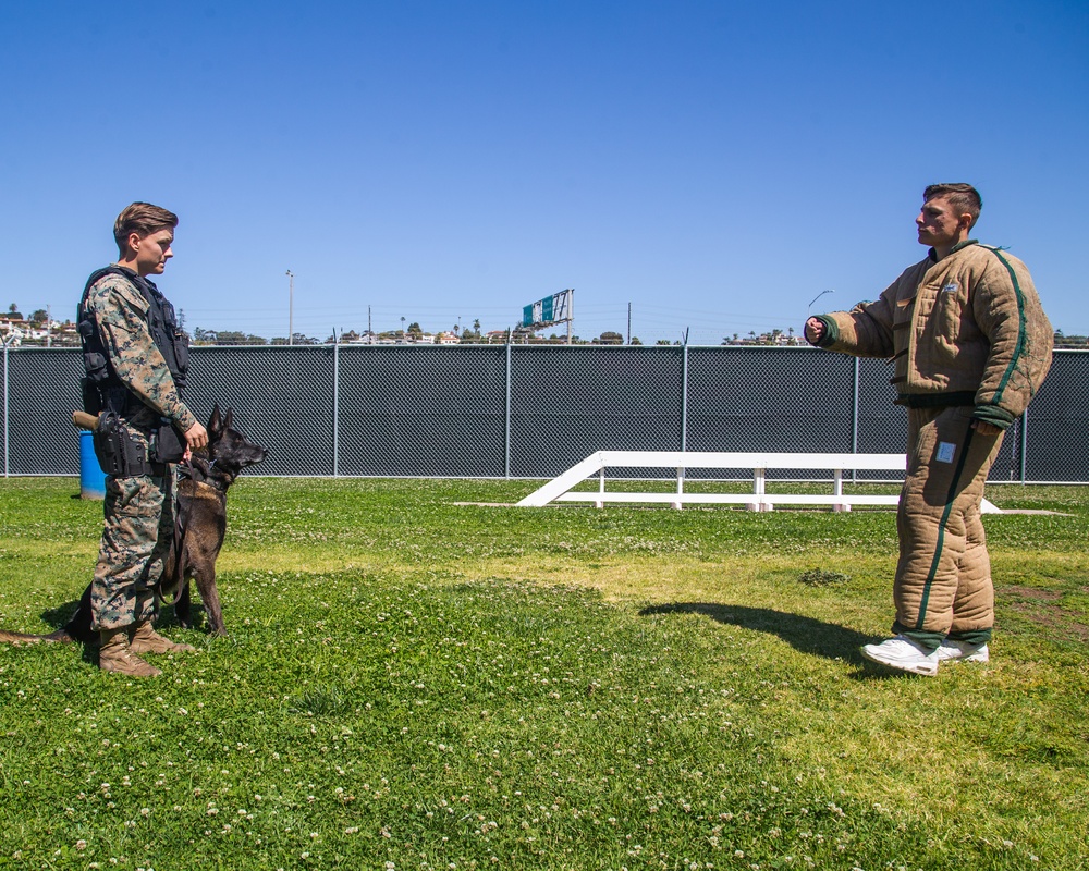 Marine Highlight - Military dog handler